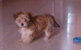 Miky